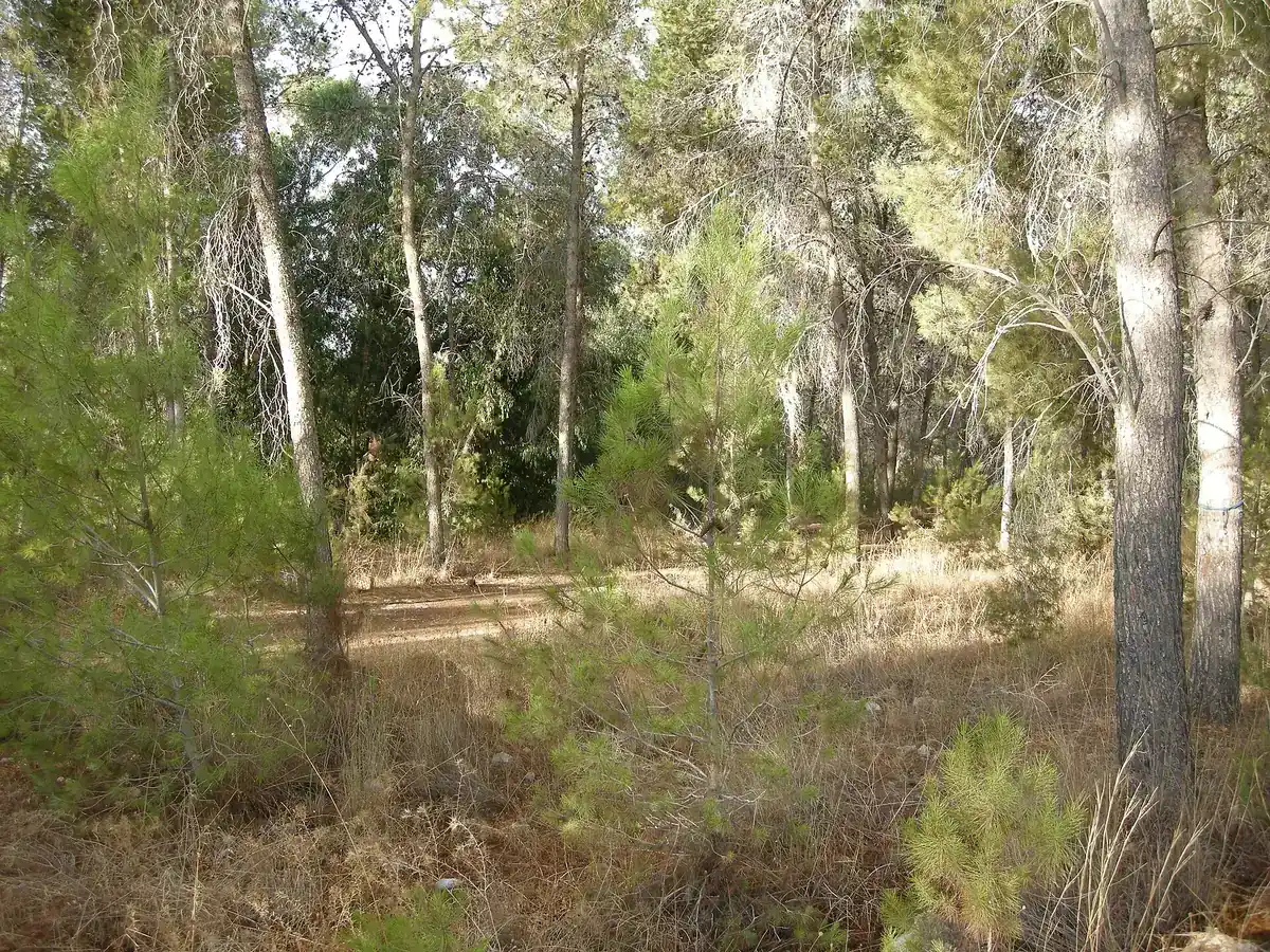 A section of the Israel National Trail between Modiin and Neve Shalom